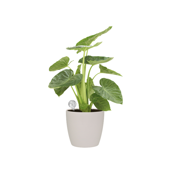 aqua care 9cm transparant